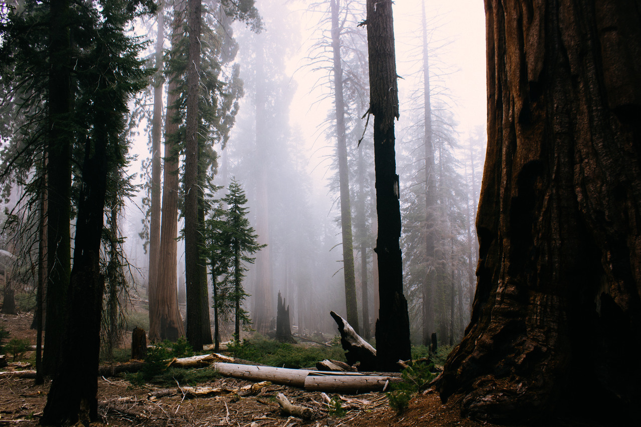 sequoia national park, california