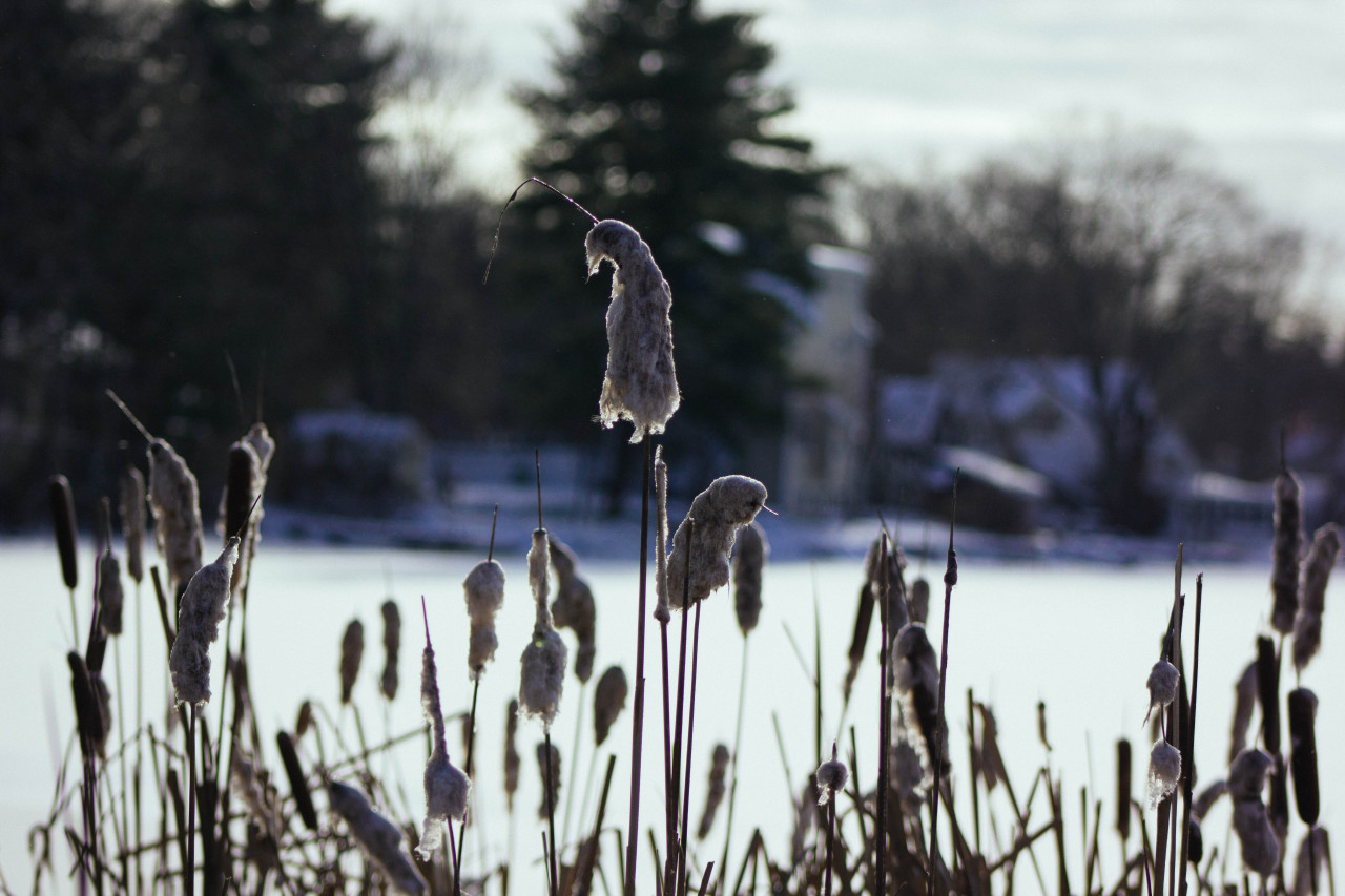 first snow, massachusetts