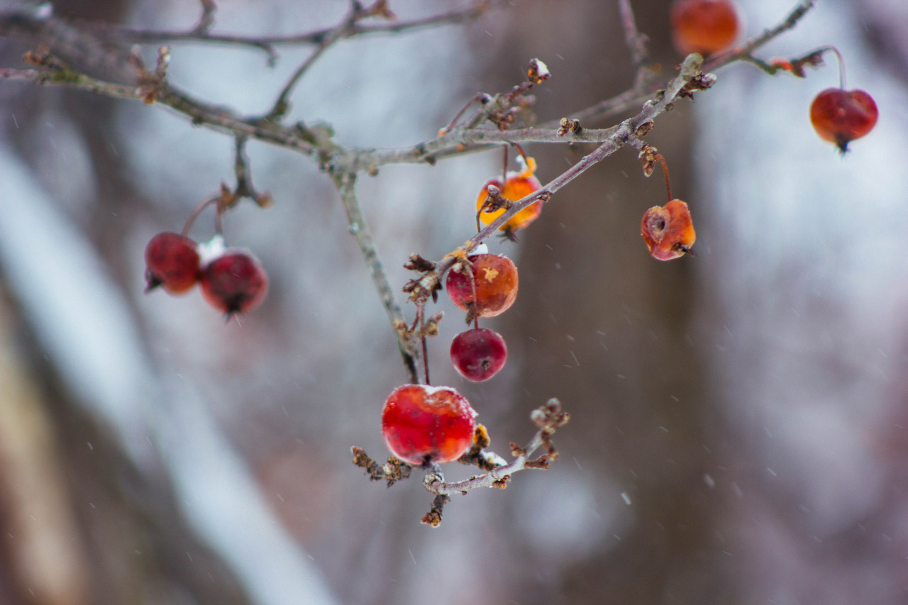 first snow, massachusetts