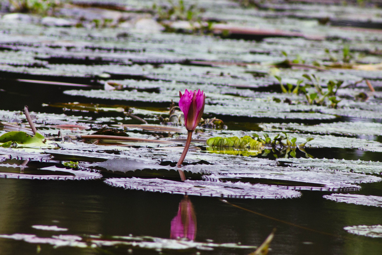 kumarakom, kerala