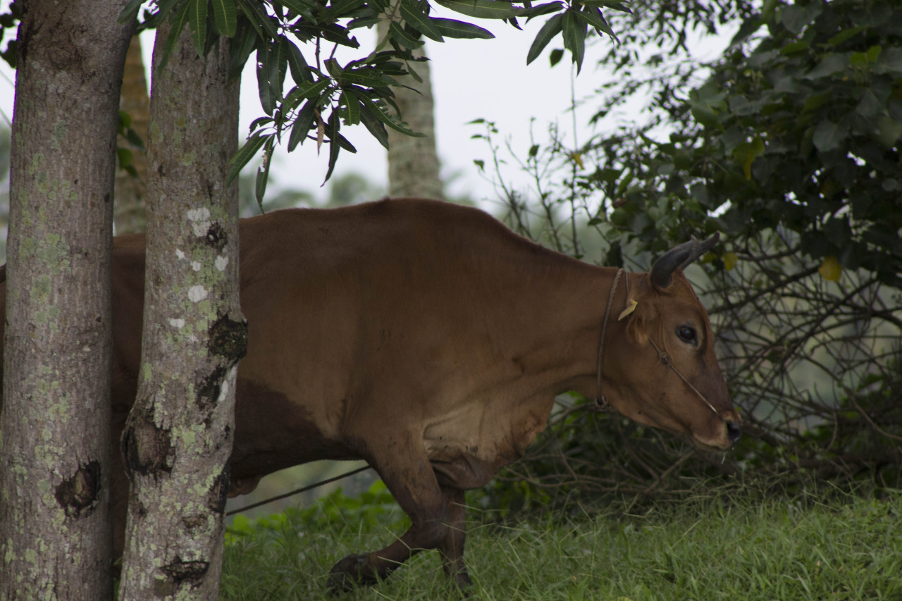 kumarakom, kerala
