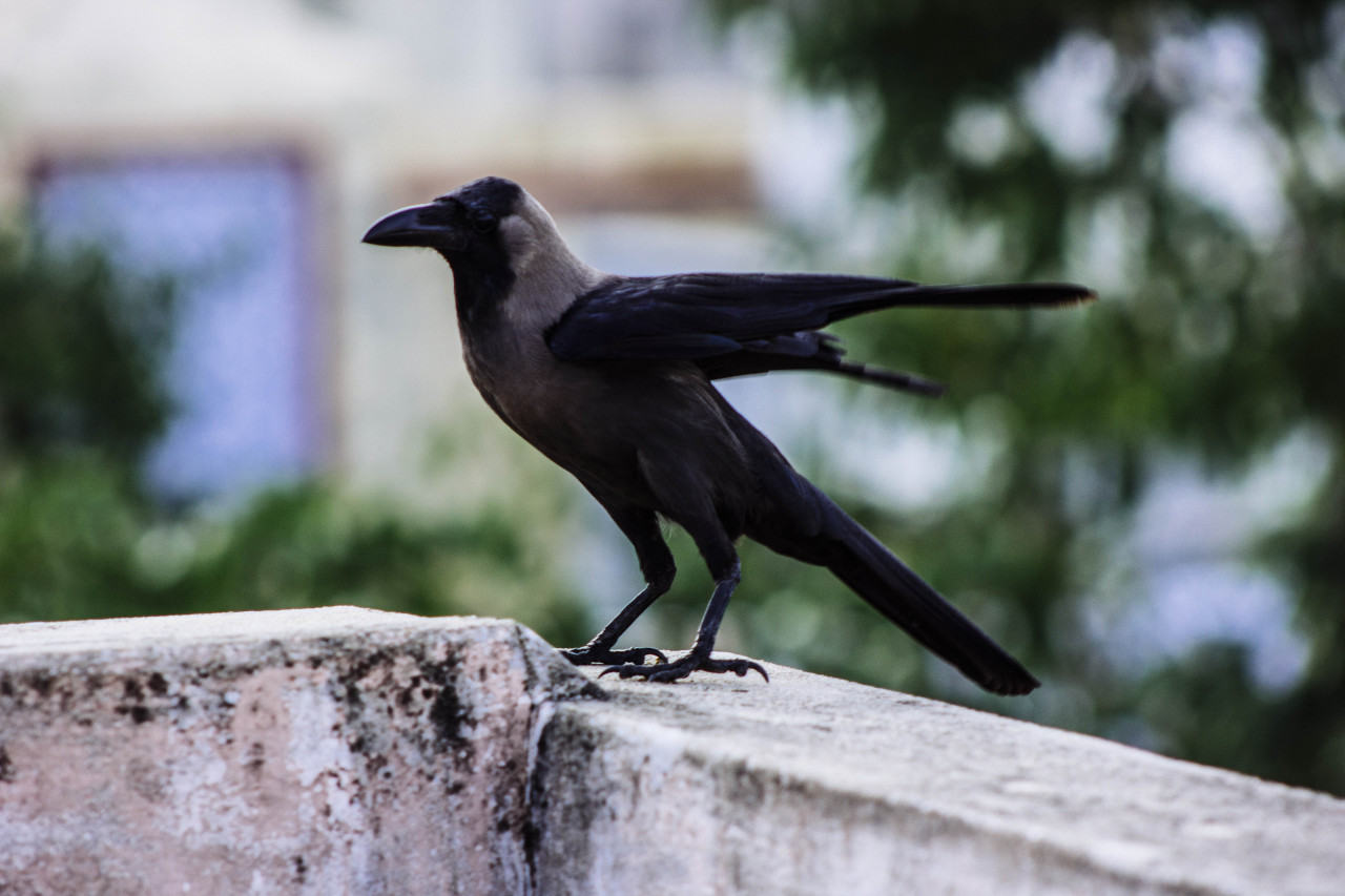 kanchipuram, tamilnadu